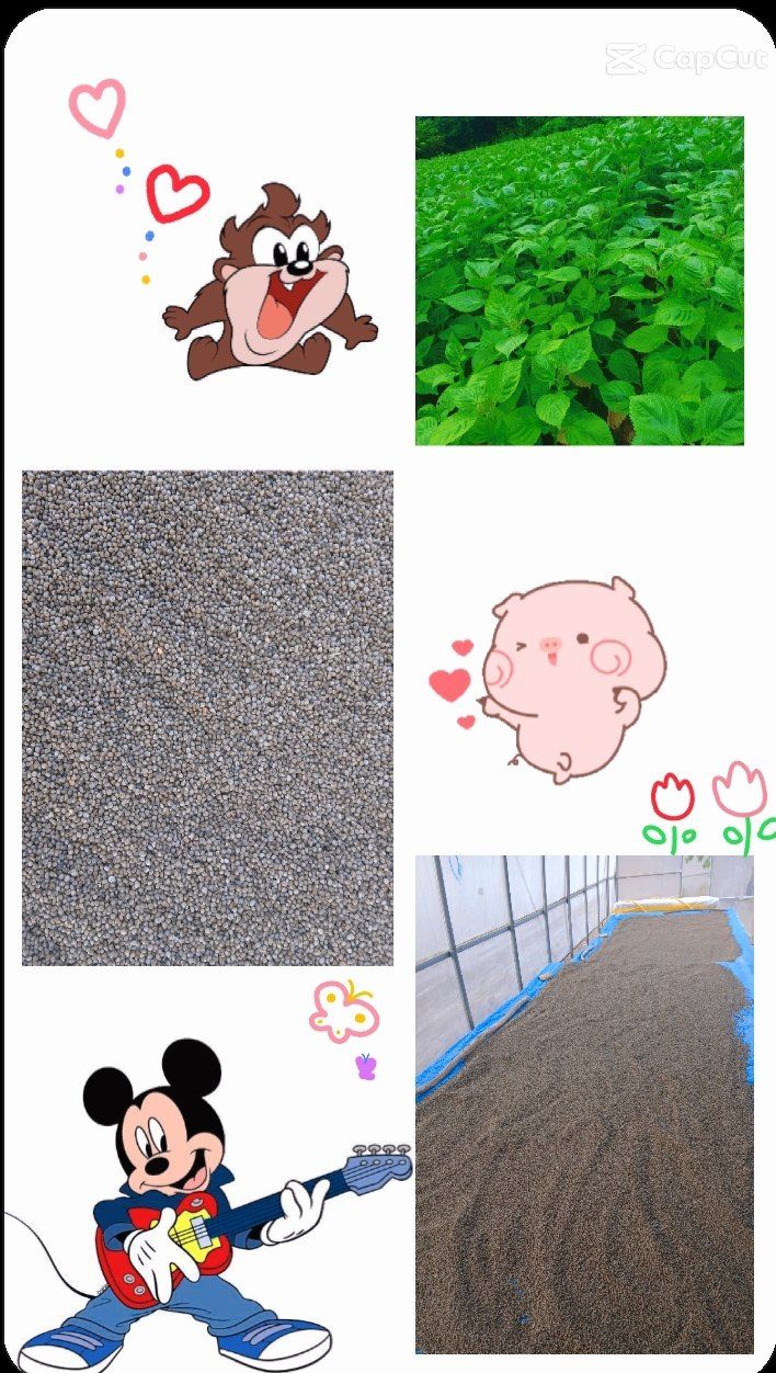 인생은 소풍처럼님의 장터 판매 상품 [들깨1kg 완판] 첨부 사진