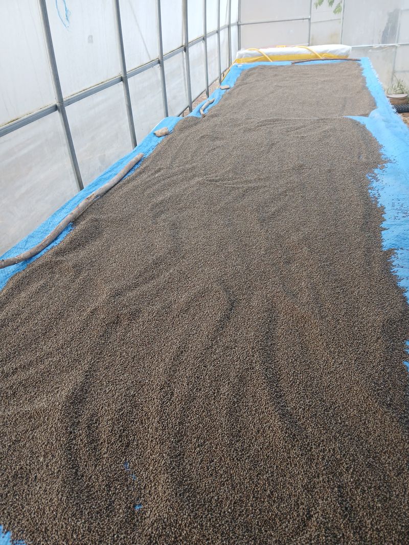 인생은 소풍처럼님의 장터 판매 상품 [들깨1kg 완판] 첨부 사진