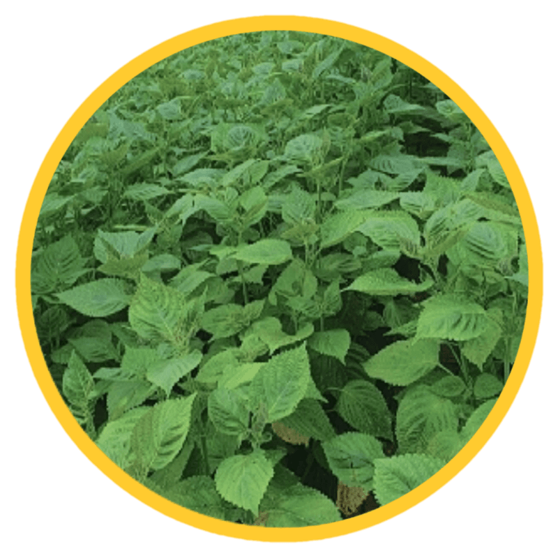 인생은 소풍처럼님의 장터 판매 상품 [들깨1kg 완판] 첨부 사진