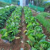 팜모닝 자유주제·자유게시판 게시글 이미지