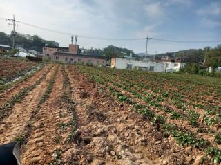 Happy100w님의 고구마 · 영농일지 작성글 사진