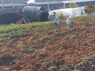 Happy100w님의 고구마 · 영농일지 작성글 사진