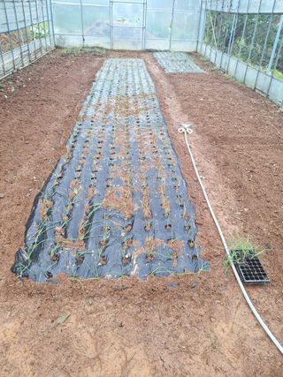 정희군님의 양파 · 영농일지 작성글 사진