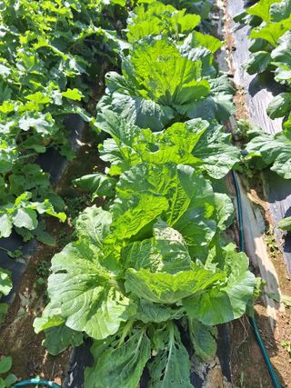 정희군님의 양파 · 영농일지 작성글 사진