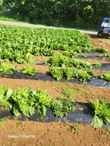 팜모닝 배추·영농일지 게시글 이미지