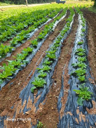 블랙베리 님의 배추 · 영농일지 작성글 사진