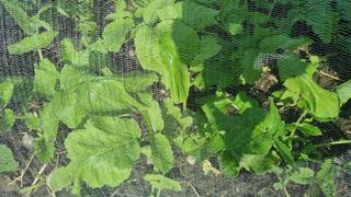 벤틀리 님의 기타작물 · 병해충상담 작성글 사진