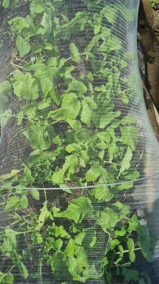 벤틀리 님의 기타작물 · 병해충상담 작성글 사진