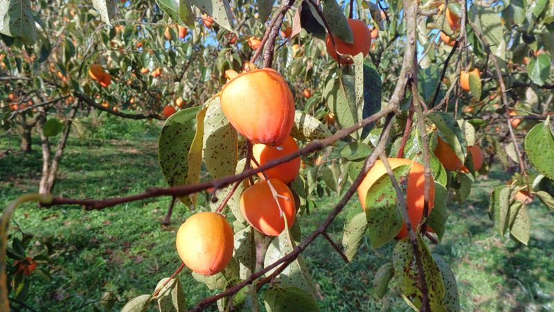 산골촌부님의 장터 판매 상품 [천운산골 대봉감 10kg] 첨부 사진