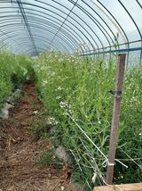 팜모닝 기타작물·영농일지 게시글 이미지