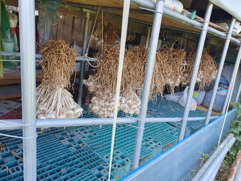 서우식님의 장터 판매 상품 [마늘4접] 첨부 사진