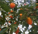 팜모닝 감·영농일지 게시글 이미지