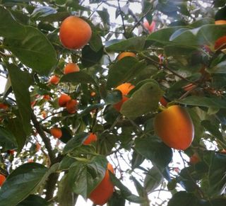 김영래큰집참농장한우님의 감 · 영농일지 작성글 사진