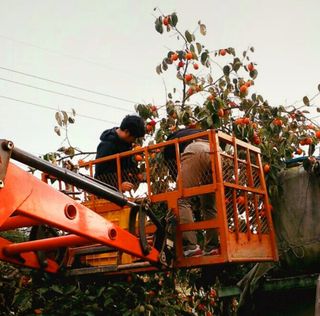 김영래큰집참농장한우님의 감 · 영농일지 작성글 사진