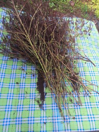 로즈마리님의 기타작물 · 영농일지 작성글 사진