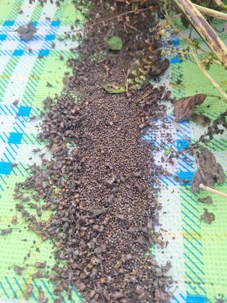 로즈마리님의 기타작물 · 영농일지 작성글 사진