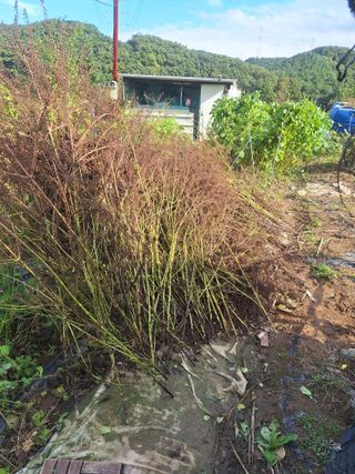 로즈마리님의 기타작물 · 영농일지 작성글 사진