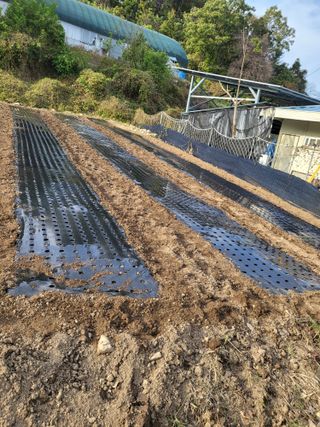 이상욱님의 마늘 · 영농일지 작성글 사진