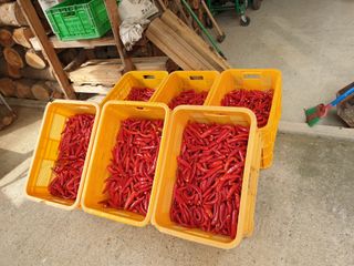 신득경님의 고추 · 영농일지 작성글 사진