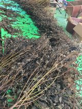 팜모닝 들깨·영농일지 게시글 이미지