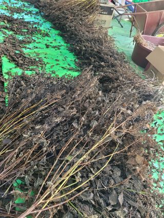 뚜비맘님의 들깨 · 영농일지 작성글 사진