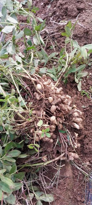 이일철 (조이산골)님의 자유주제 · 자유게시판 작성글 사진