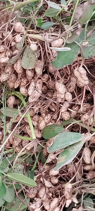 이일철 (조이산골)님의 자유주제 · 자유게시판 작성글 사진