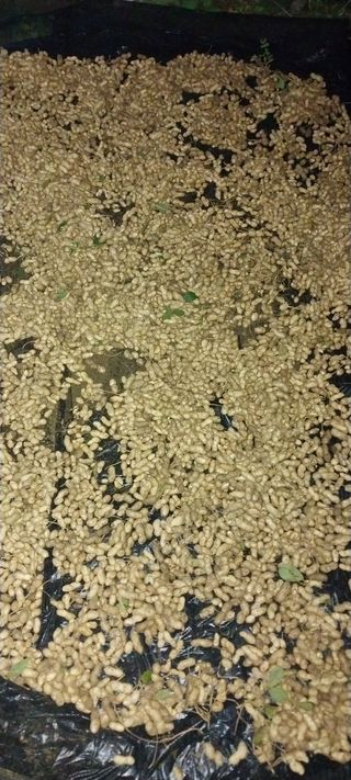 이일철 (조이산골)님의 자유주제 · 자유게시판 작성글 사진