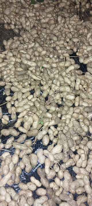 이일철 (조이산골)님의 자유주제 · 자유게시판 작성글 사진