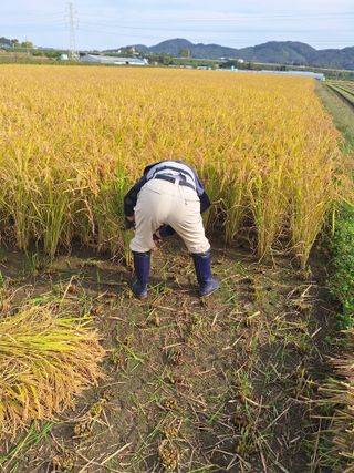 이호형님의 들깨 · 영농일지 작성글 사진