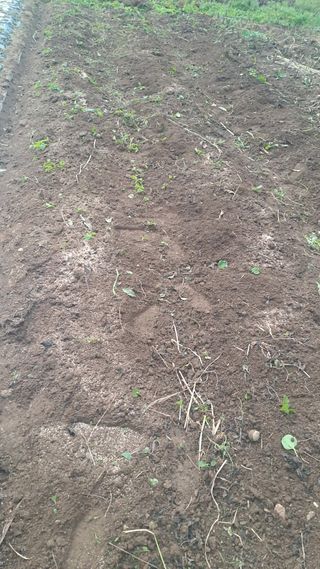 서은숙님의 마늘 · 영농일지 작성글 사진