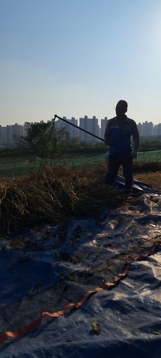 이영미님의 들깨 · 영농일지 작성글 사진