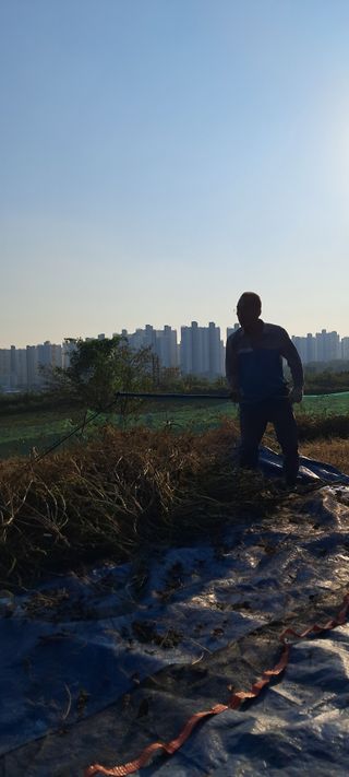 이영미님의 들깨 · 영농일지 작성글 사진