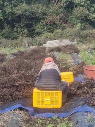 민원기님의 들깨 · 영농일지 작성글 사진