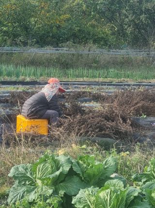 민원기님의 들깨 · 영농일지 작성글 사진