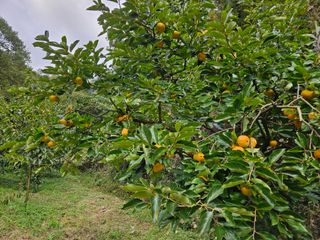 폼만농부님의 자유주제 · 자유게시판 작성글 사진