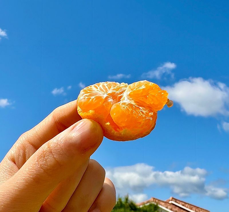 농부손녀님의 장터 판매 상품 [작을수록 찐한 꼬마귤] 첨부 사진