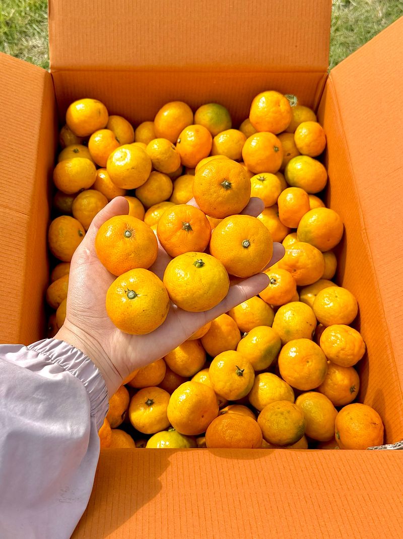농부손녀님의 장터 판매 상품 [작을수록 찐한 꼬마귤] 첨부 사진