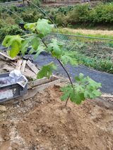 팜모닝 기타작물·영농일지 게시글 이미지