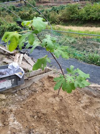 새의눈님의 기타작물 · 영농일지 작성글 사진