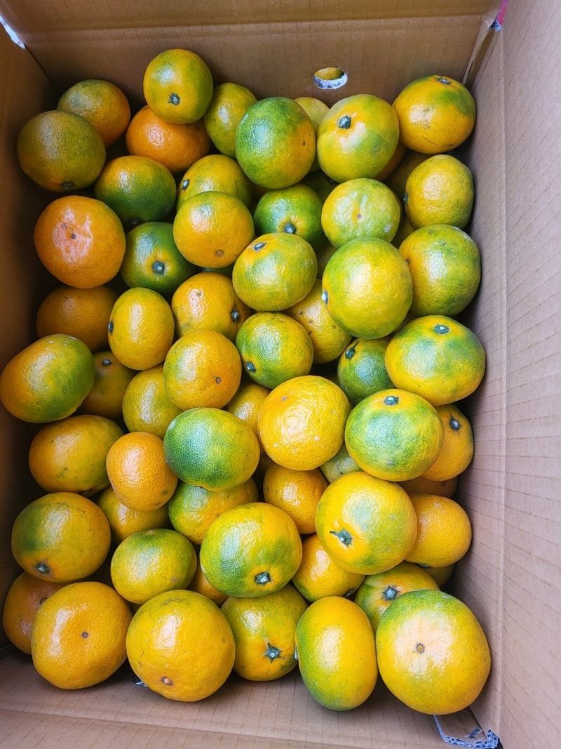 새달귤농장님의 장터 판매 상품 [신품종)  그린향3키로] 첨부 사진