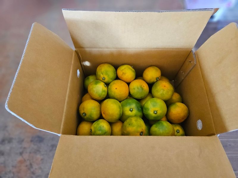 새달귤농장님의 장터 판매 상품 [신품종)  그린향3키로] 첨부 사진