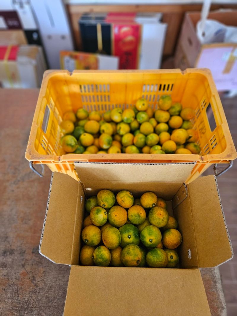 새달귤농장님의 장터 판매 상품 [신품종)  그린향3키로] 첨부 사진