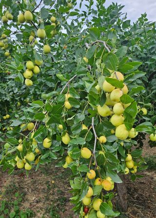 일심묘목농원님의 작성글 사진