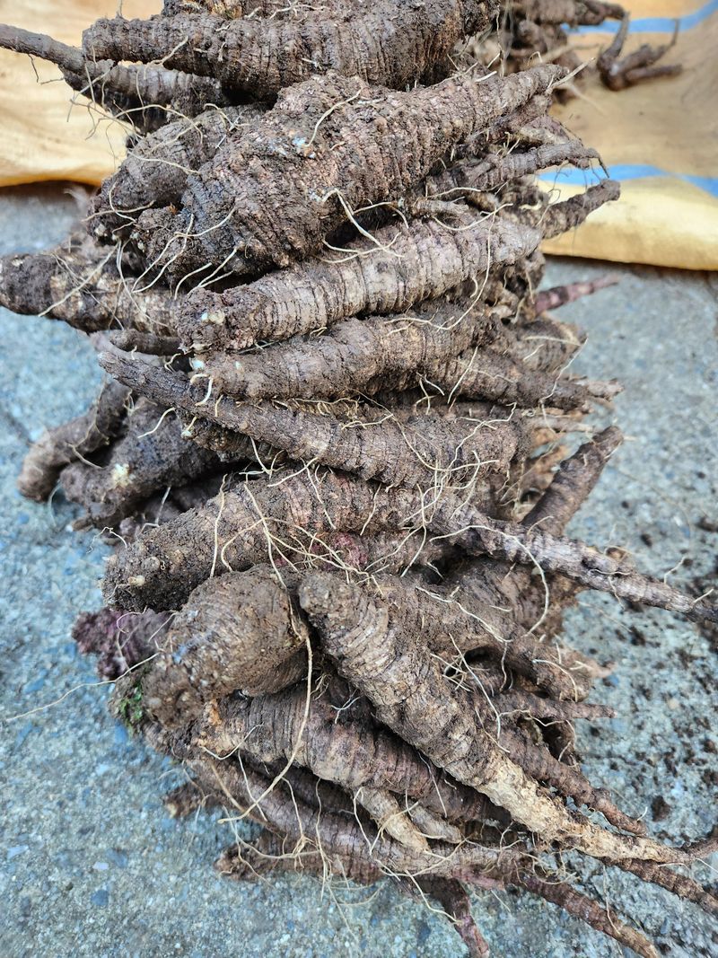 장터 상품 [산더덕 4키로 ] 썸네일