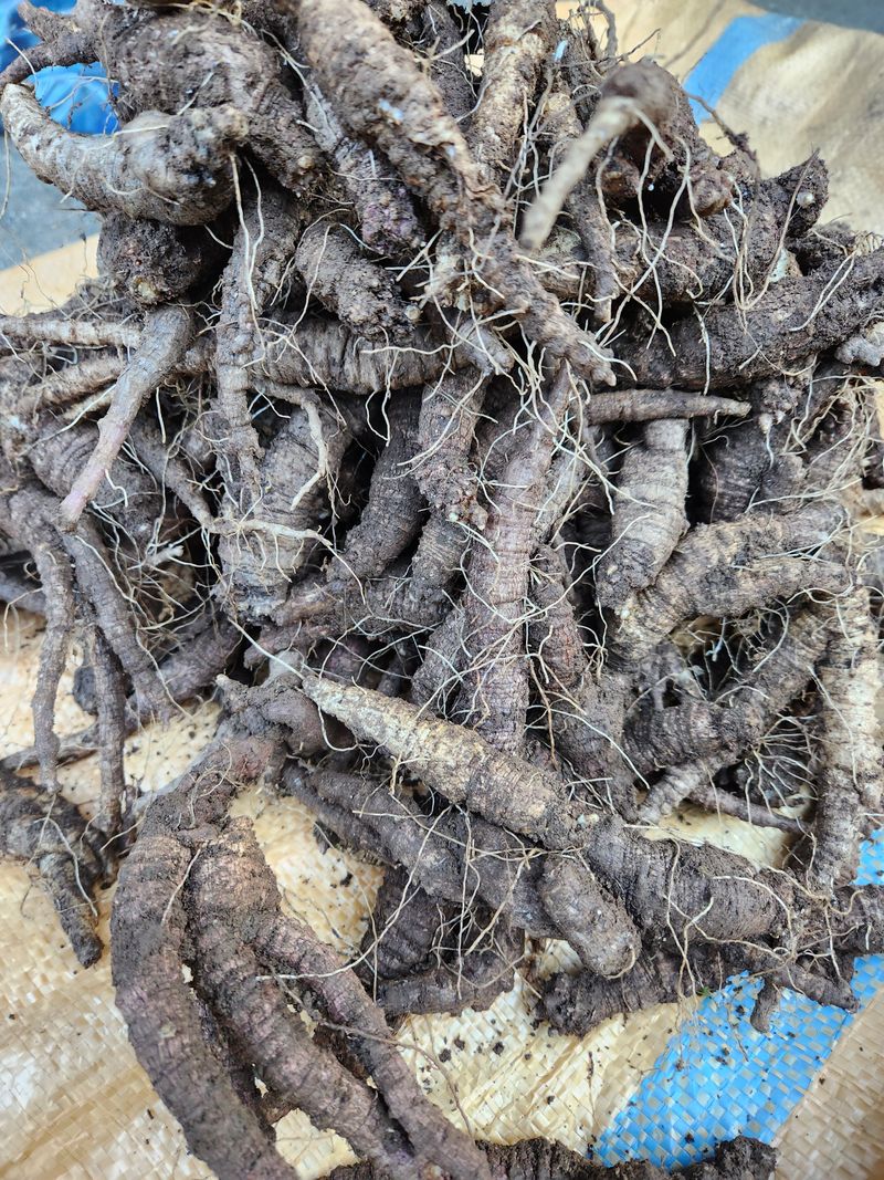 윤미선(농경채인증님의 장터 판매 상품 [산더덕 4키로 ] 첨부 사진