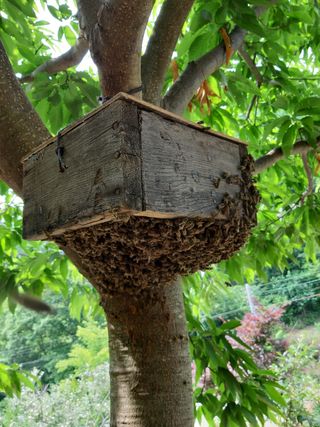 예천토종꿀벌 님의 작성글 사진