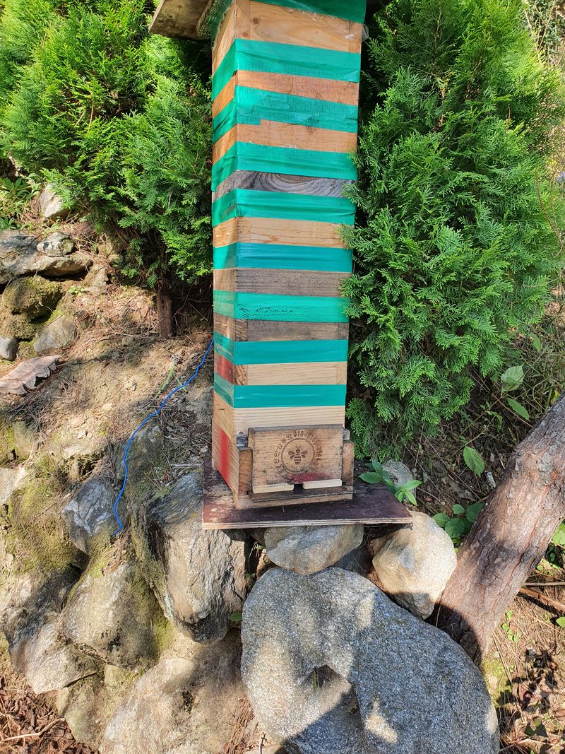 예천토종꿀벌 님의 장터 판매 상품 [토종꿀 2.4kg] 첨부 사진