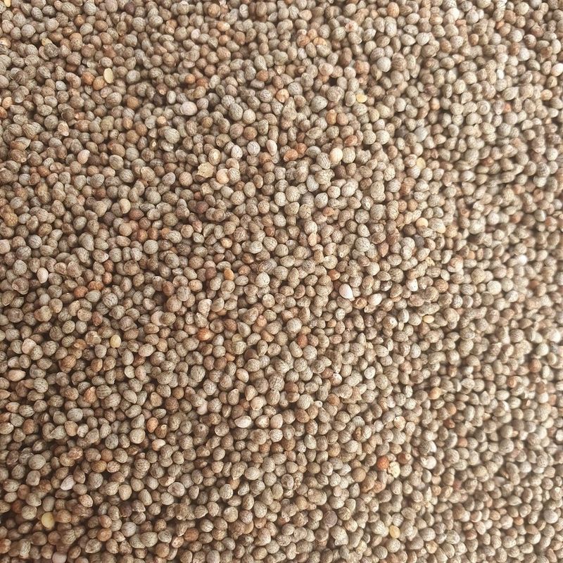 장터 상품 [들깨 (2024년 햇들깨)] 썸네일