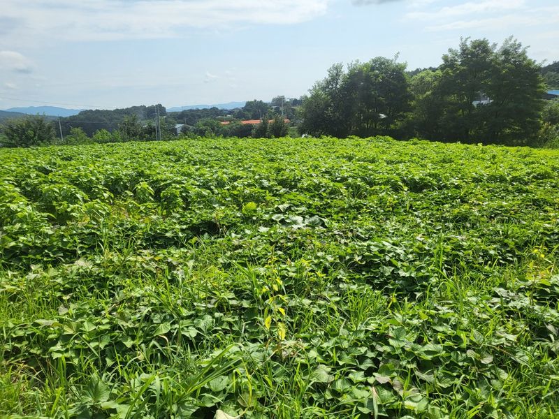 마영태님의 장터 판매 상품 [들깨 (2024년 햇들깨)] 첨부 사진